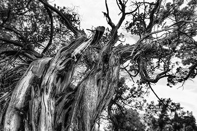 December 2014’s Action | Better Black & White