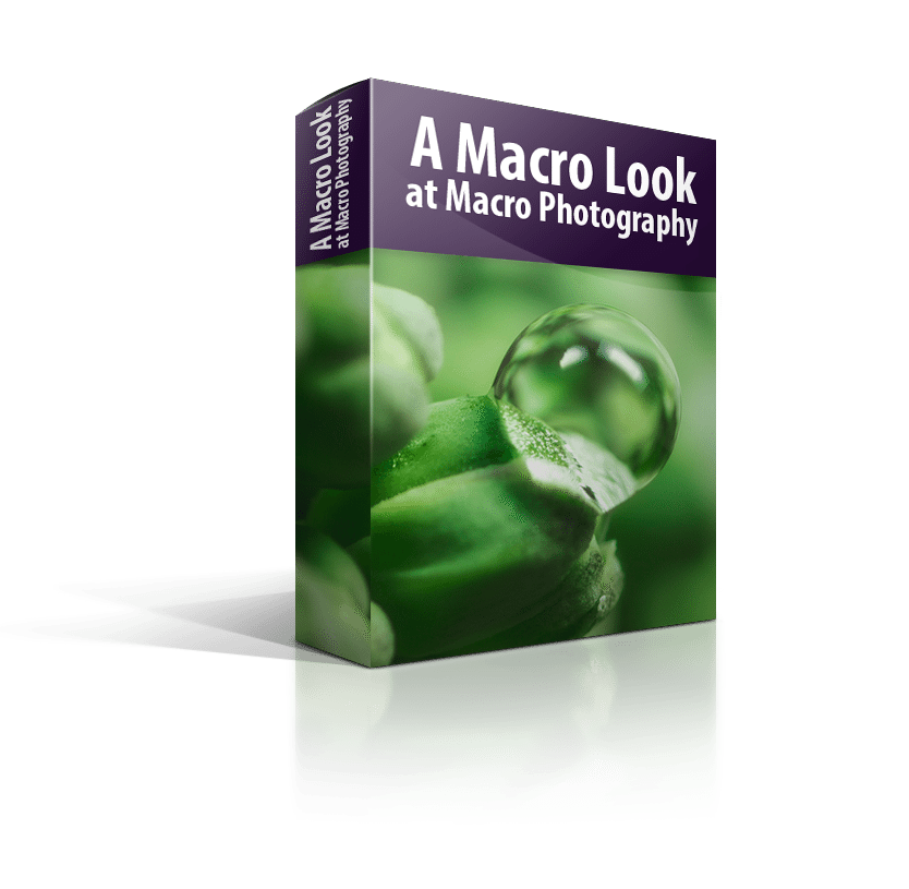 A Macro Look at Macro Photography