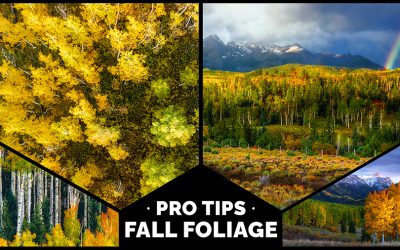 Fall Foliage: Pro Tips {Event Replay}
