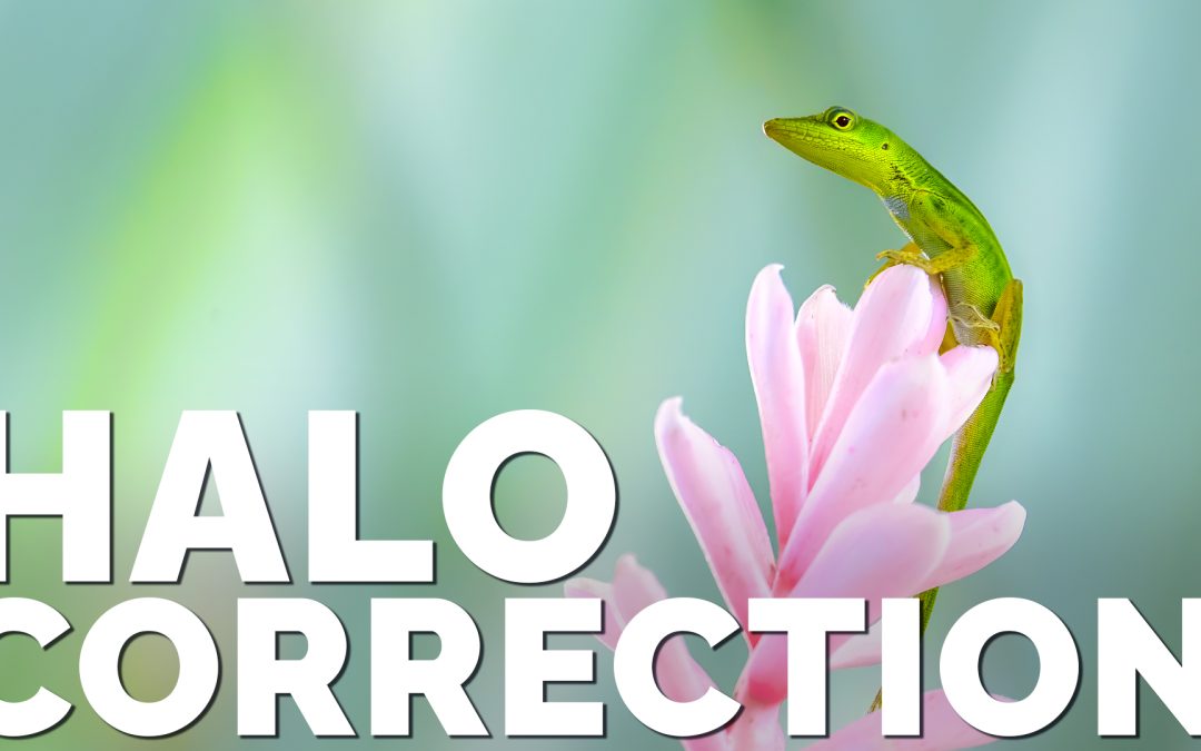 Halo Correction